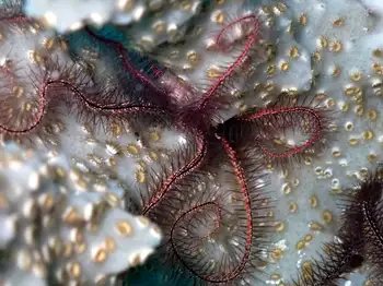 Sponge Brittle Star