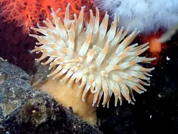Swimming Anemone
