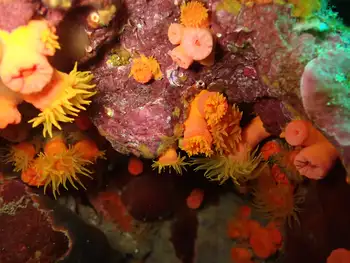 Tubastraea coccinea Coral