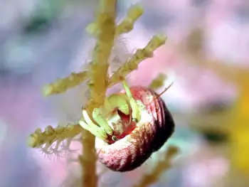 Bering Hermit Crab