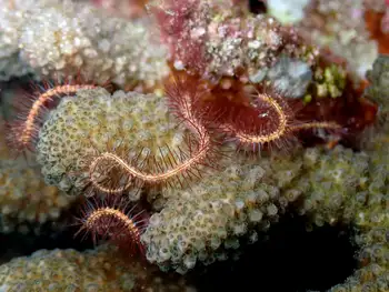 Sea Fan Brittle Star