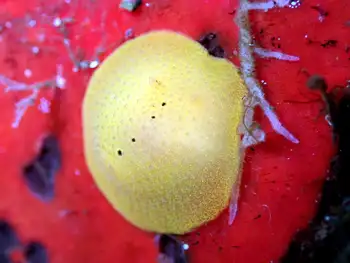 cooper's dorid