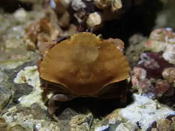 red rock crab