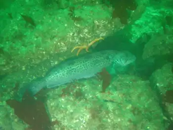 Lingcod