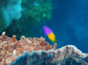 royal fairy basslet