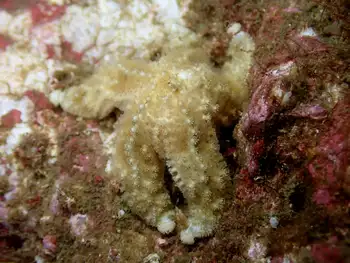 Ochre Star