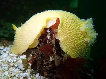 Noble Sea Lemon