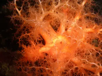 Red Sea Cucumber