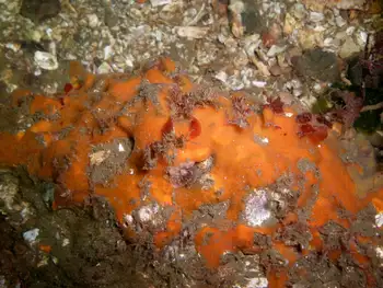 Orange Encrusting Bryozoan