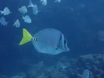 Sergeant Fish