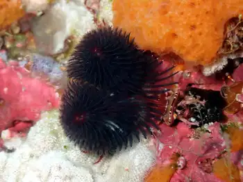 Feather Duster Worm