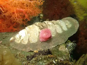 Chiton