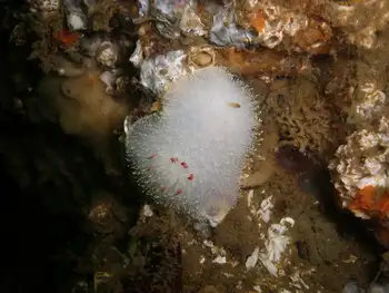 Nanaimo Nudibranch