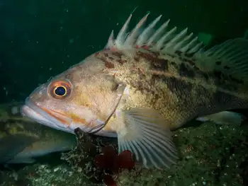Rockfish