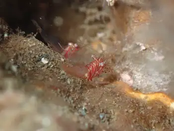 Shrimp