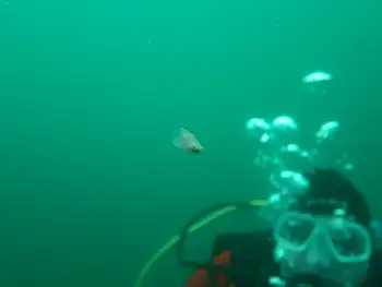 Winged Sea Slug
