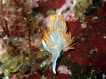 Horned Nudibranch