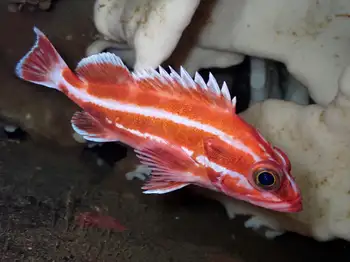 Yellow Eye Rockfish