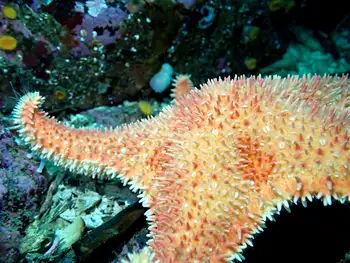 Spiny Red Star