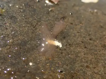 red banded commensal scale worm