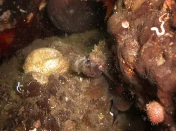 sailfin sculpin