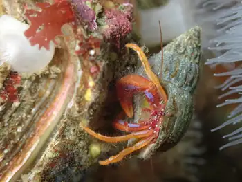 brilliant hermit crab