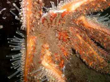 Sunflower Star