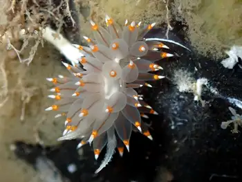 Bicolor Nudibranch