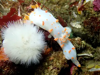 Modest Clown Nudibranch