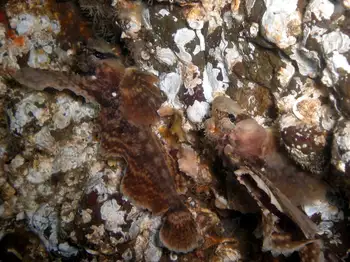Sailfin Sculpins