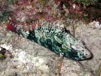Fish