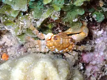 Red Ridged Clinging Crab