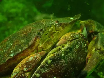 Red Rock Crabs