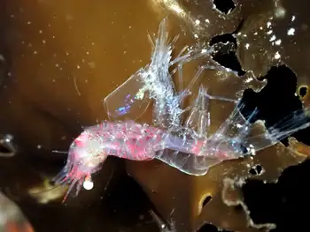 Kincaid Shrimp