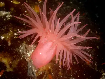 Crimson Anemone