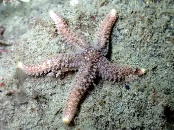 Velcro Star