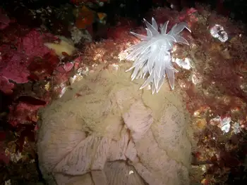 Nudibranch