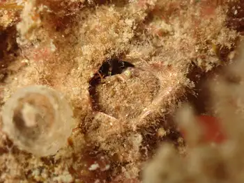 Pygmy Rock Crab