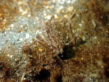 Graceful Decorator Crab
