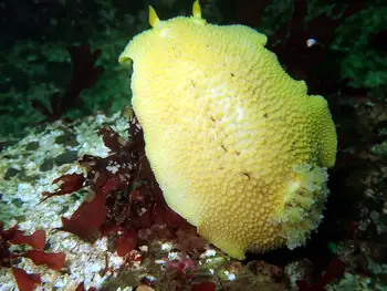 Noble Sea Lemon