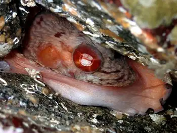 Giant Pacific Octopus
