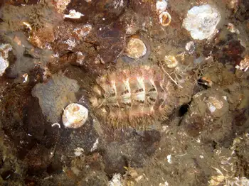 Chiton
