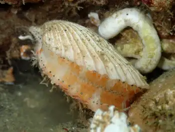 Smooth Pink Scallop
