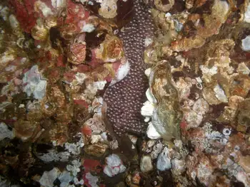 Eggs Fish