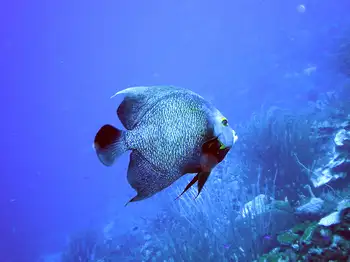 French Angelfish