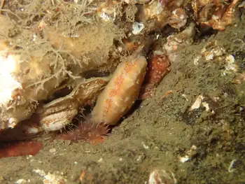 Smooth Pink Scallop