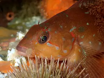 Juvenile Kelp Greenling