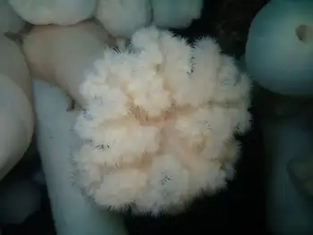Metridium Anemone
