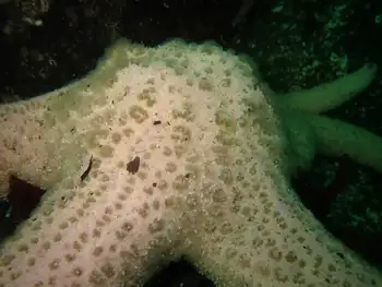 Giant Pink Star