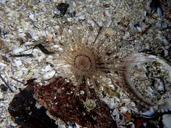 Tube Dwelling Anemone